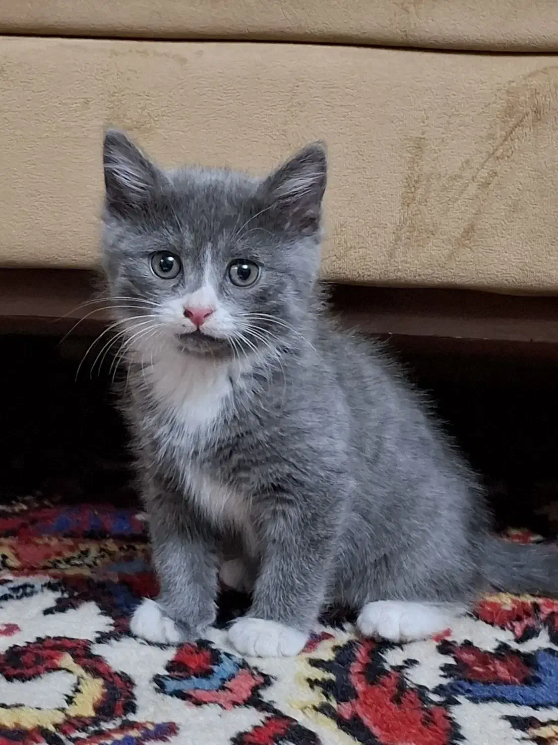 بچه گربه|گربه|تبریز, |دیوار