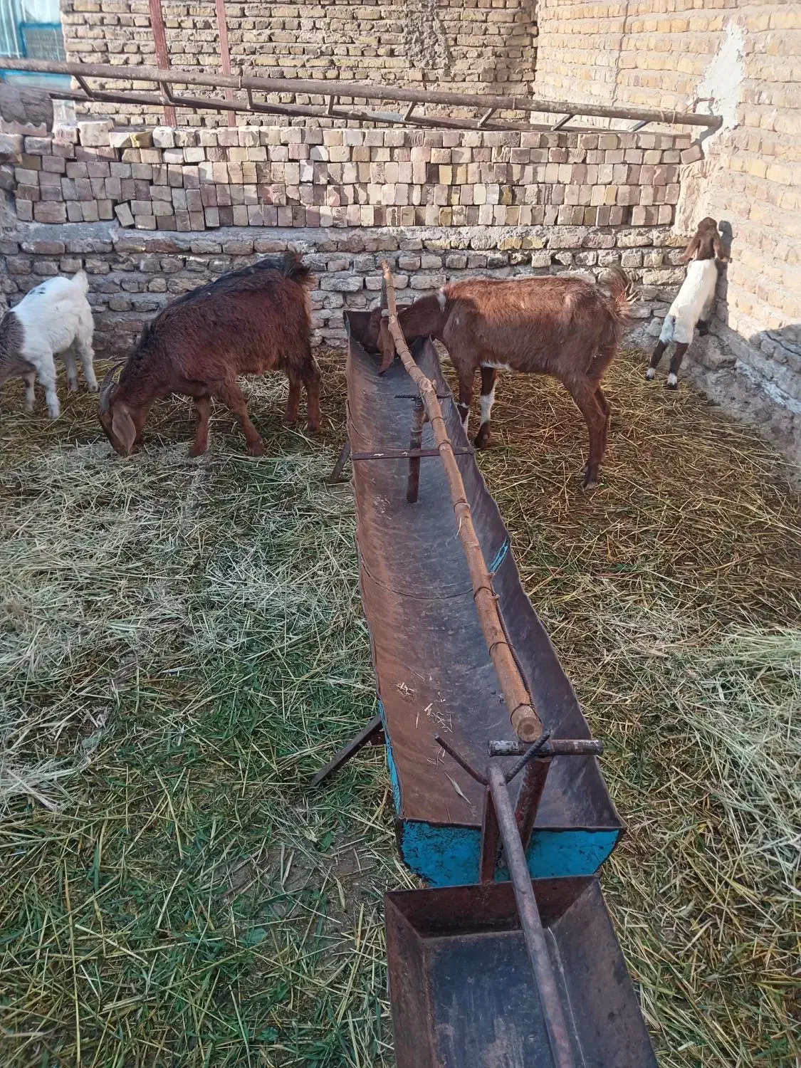 گوسفند|حیوانات مزرعه|مشهد, رباط طرق|دیوار