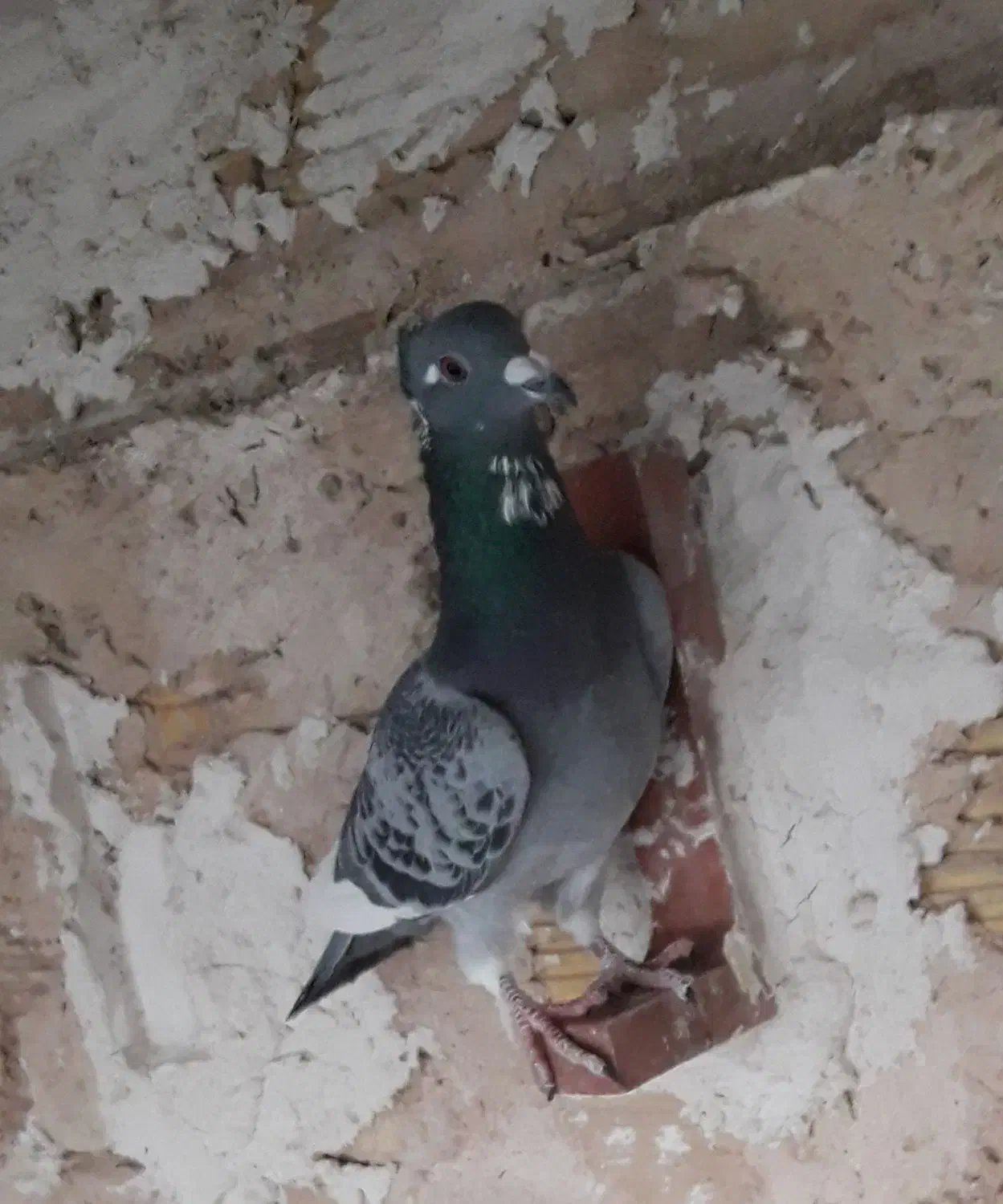 پولک شه پر سفید کاکلی نرغولدور|پرنده|طبس, |دیوار