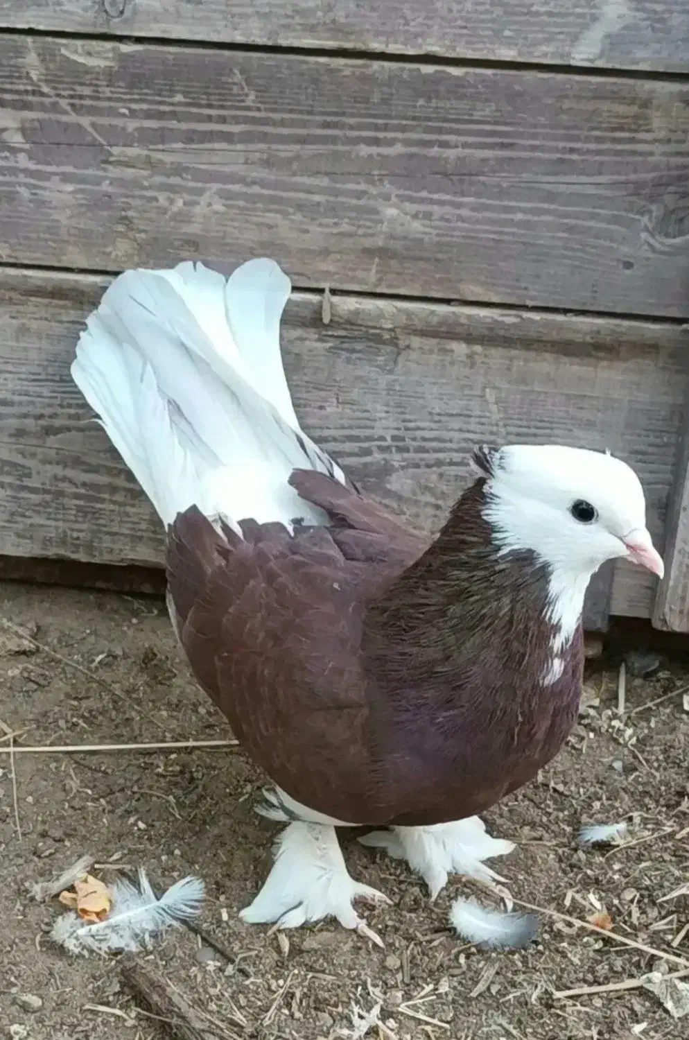 کبوتر شازده|پرنده|ماهنشان, |دیوار