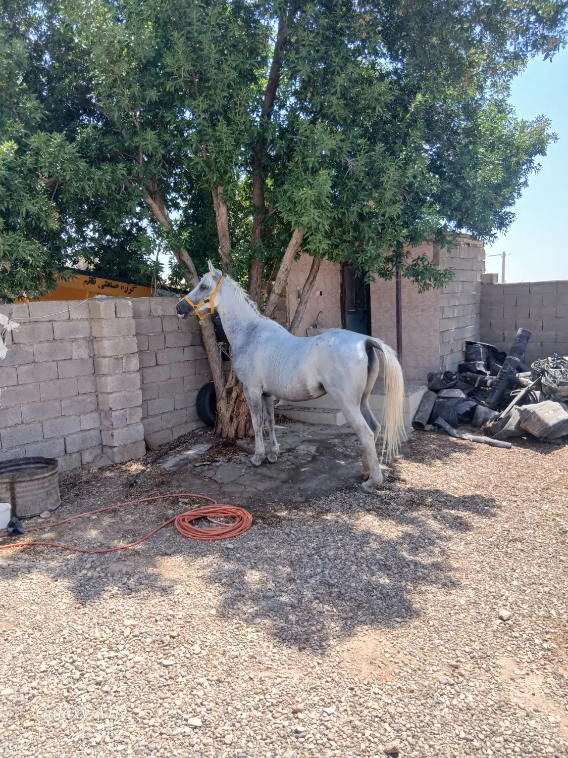 اسب|اسب و تجهیزات اسب‌سواری|دزفول, |دیوار