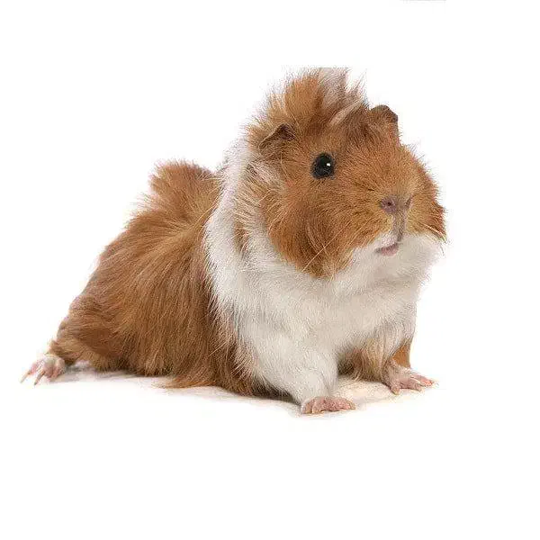 بچه یکماهه خوکچه هندی|موش و خرگوش|بردسکن, |دیوار