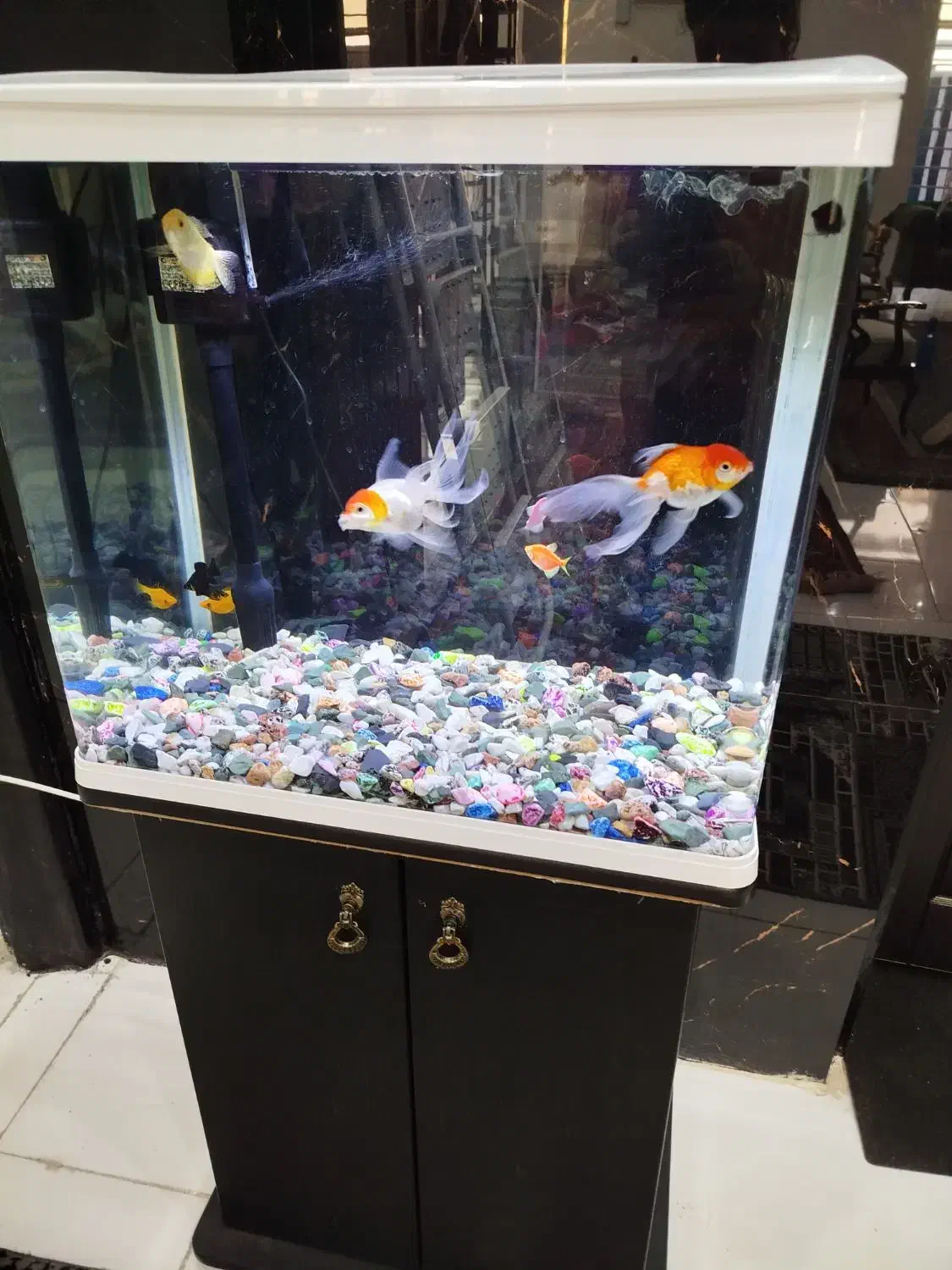 آکواریوم کمدی در حد نو سالم|ماهی|زابل, |دیوار