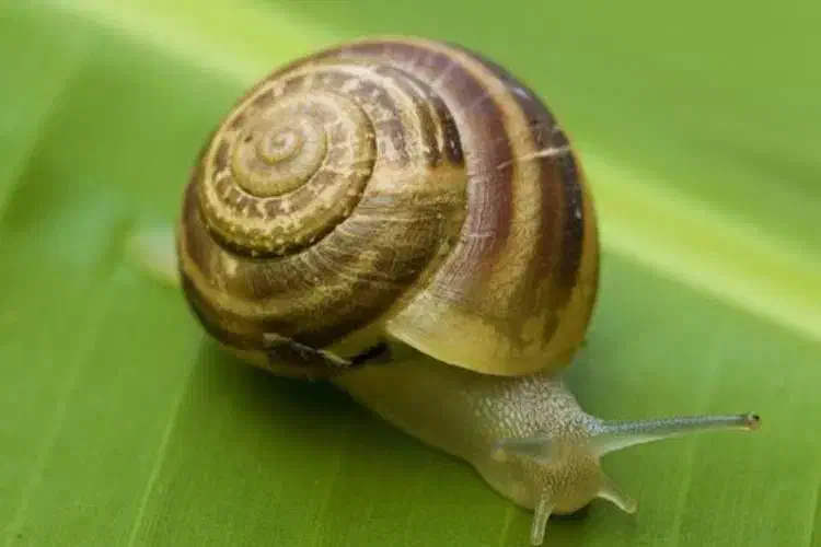 راهنمایی پرورش حلزون|فعالیت داوطلبانه|نورآباد, |دیوار