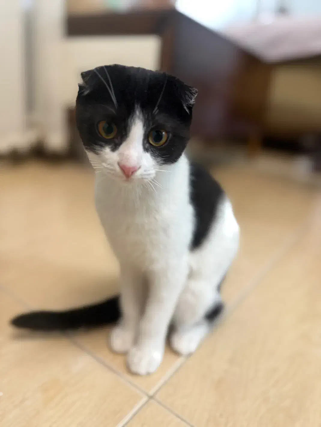 گربه های زیبای من|گربه|زنجان, |دیوار