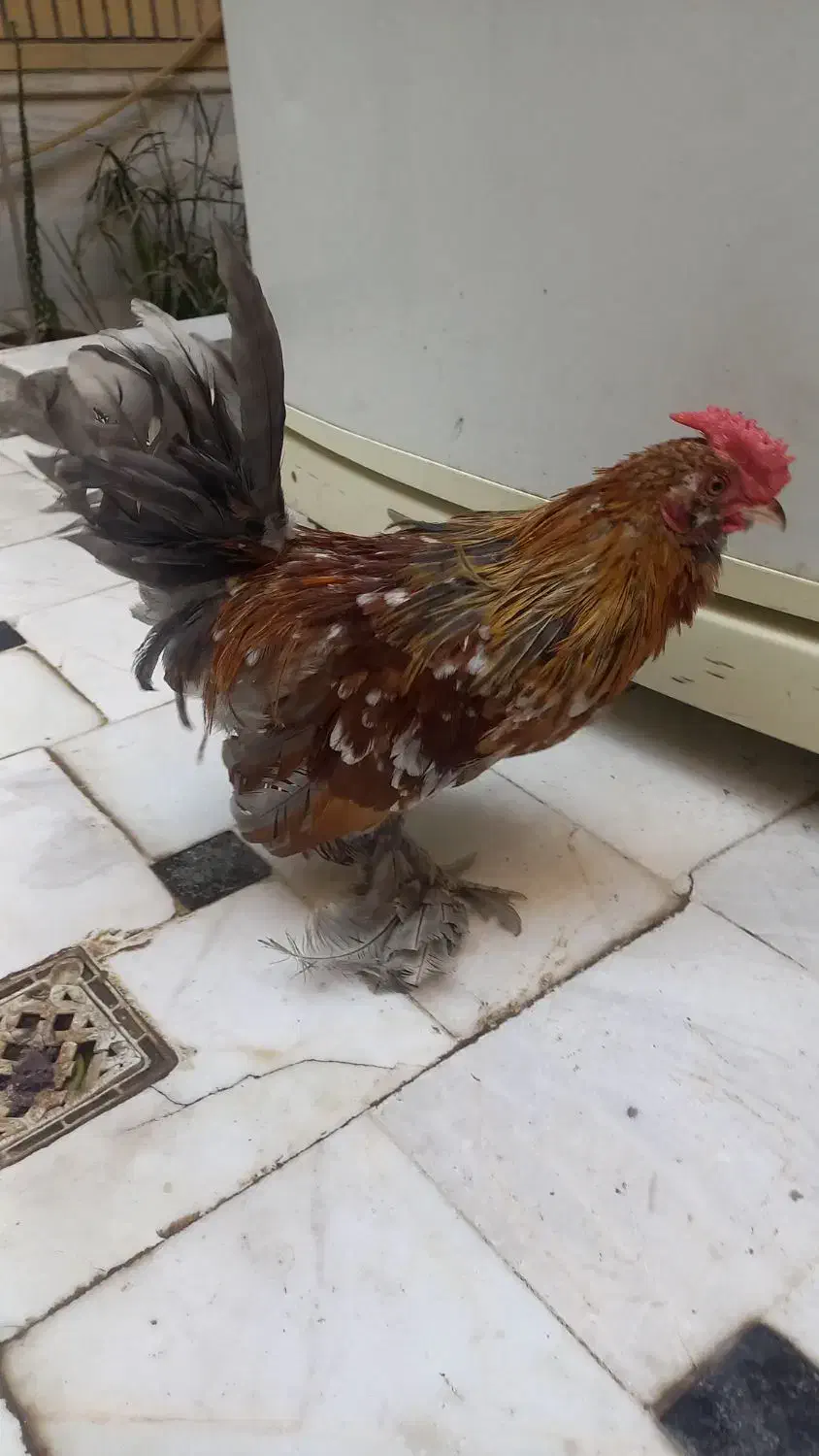 2 خروس یوکسل جوان سرحال|حیوانات مزرعه|قم, حنیف نژاد|دیوار