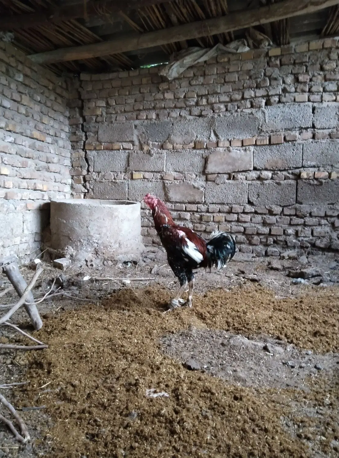 لاری|حیوانات مزرعه|مینودشت, |دیوار