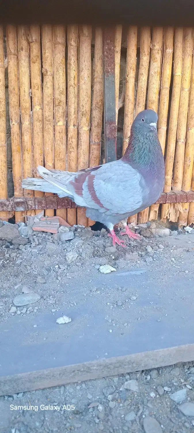 کبوتر مسجدی نر|پرنده|بندر ترکمن, |دیوار