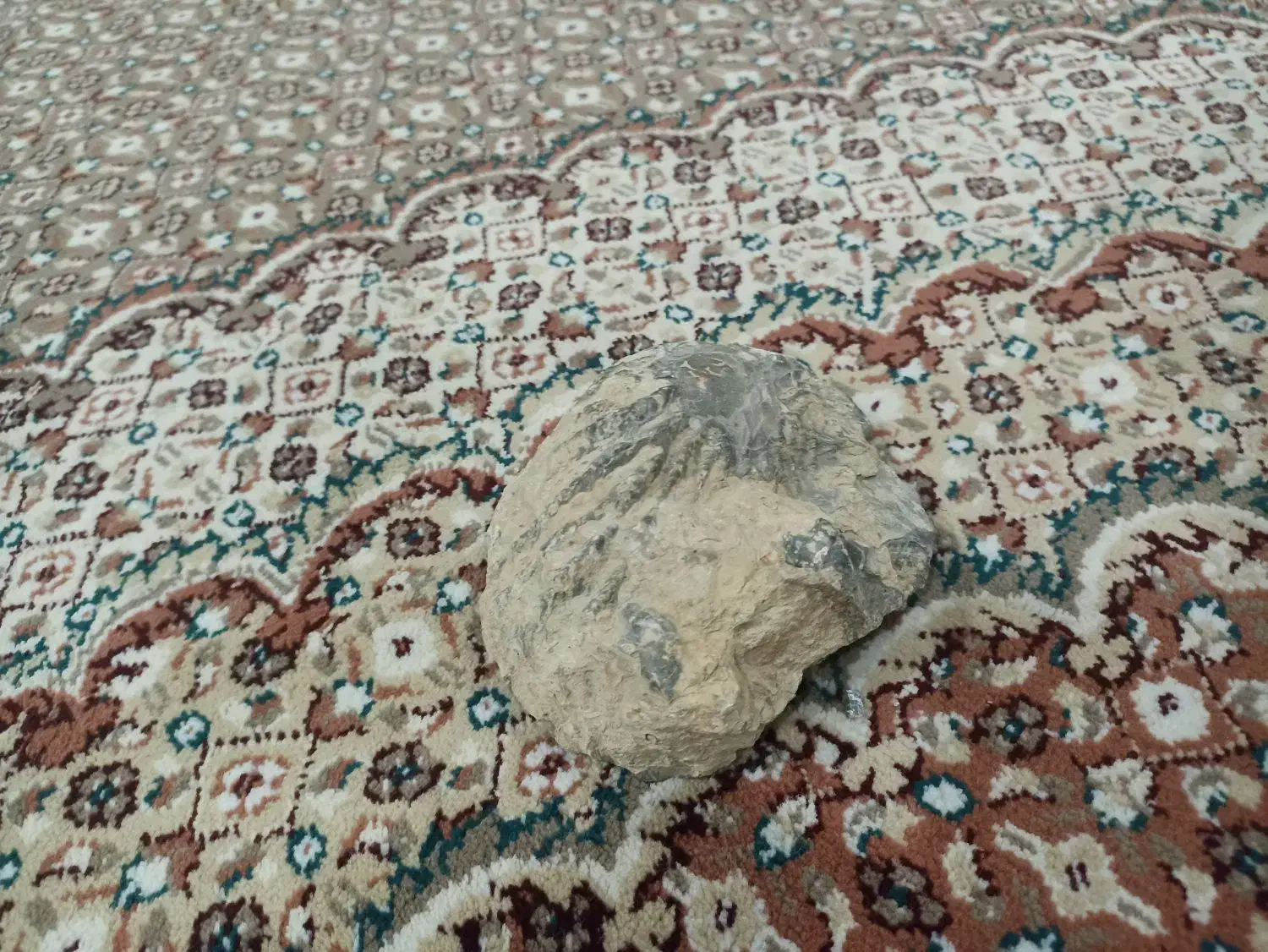 فسیل صدف|جواهرات|اردستان, |دیوار