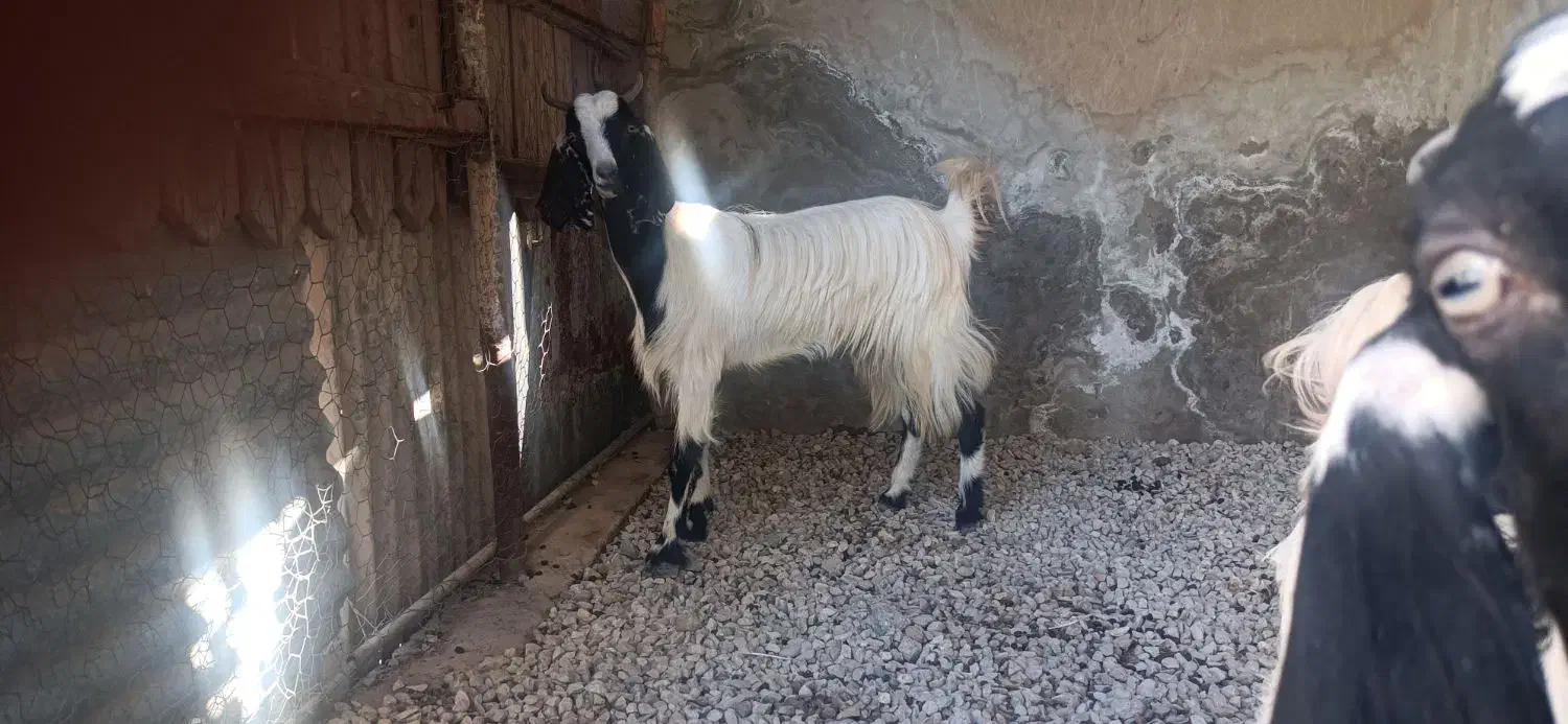 بز دورگ پاکستانی|حیوانات مزرعه|وحدتیه, |دیوار