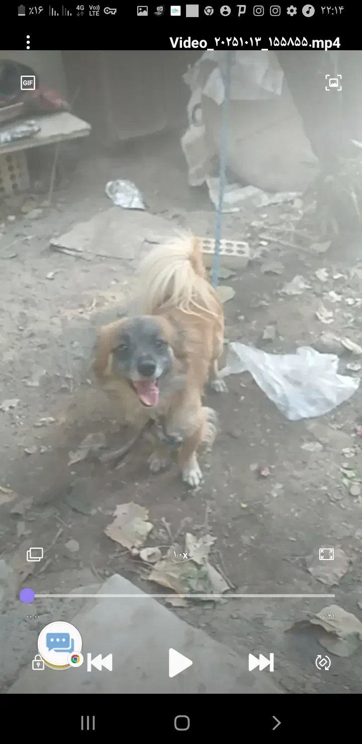 بک سگه پاکتها رویای افزودن|سگ|چاه داد خدا, |دیوار