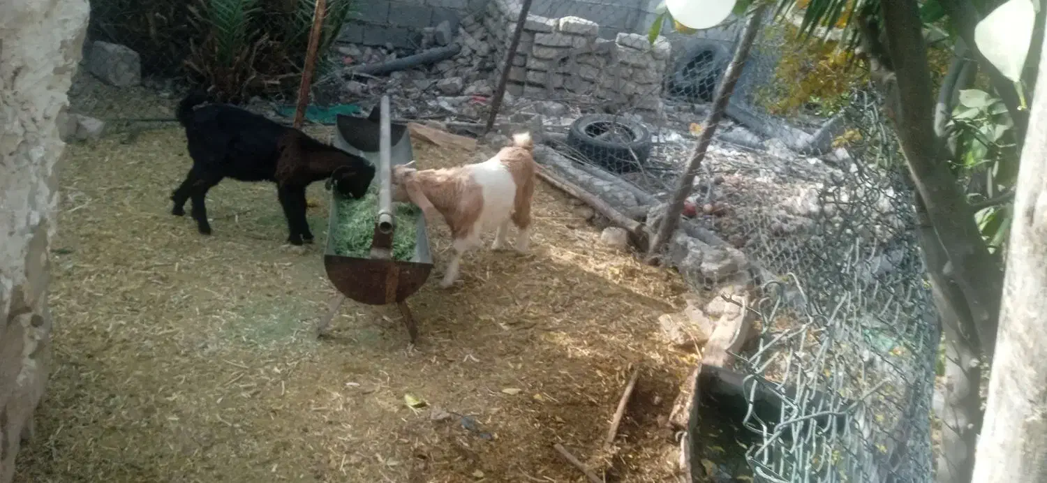 فروش دوراس کهره نر|حیوانات مزرعه|فسارود, |دیوار