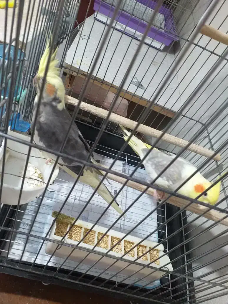 عروس هلندی|پرنده|تاکستان, |دیوار