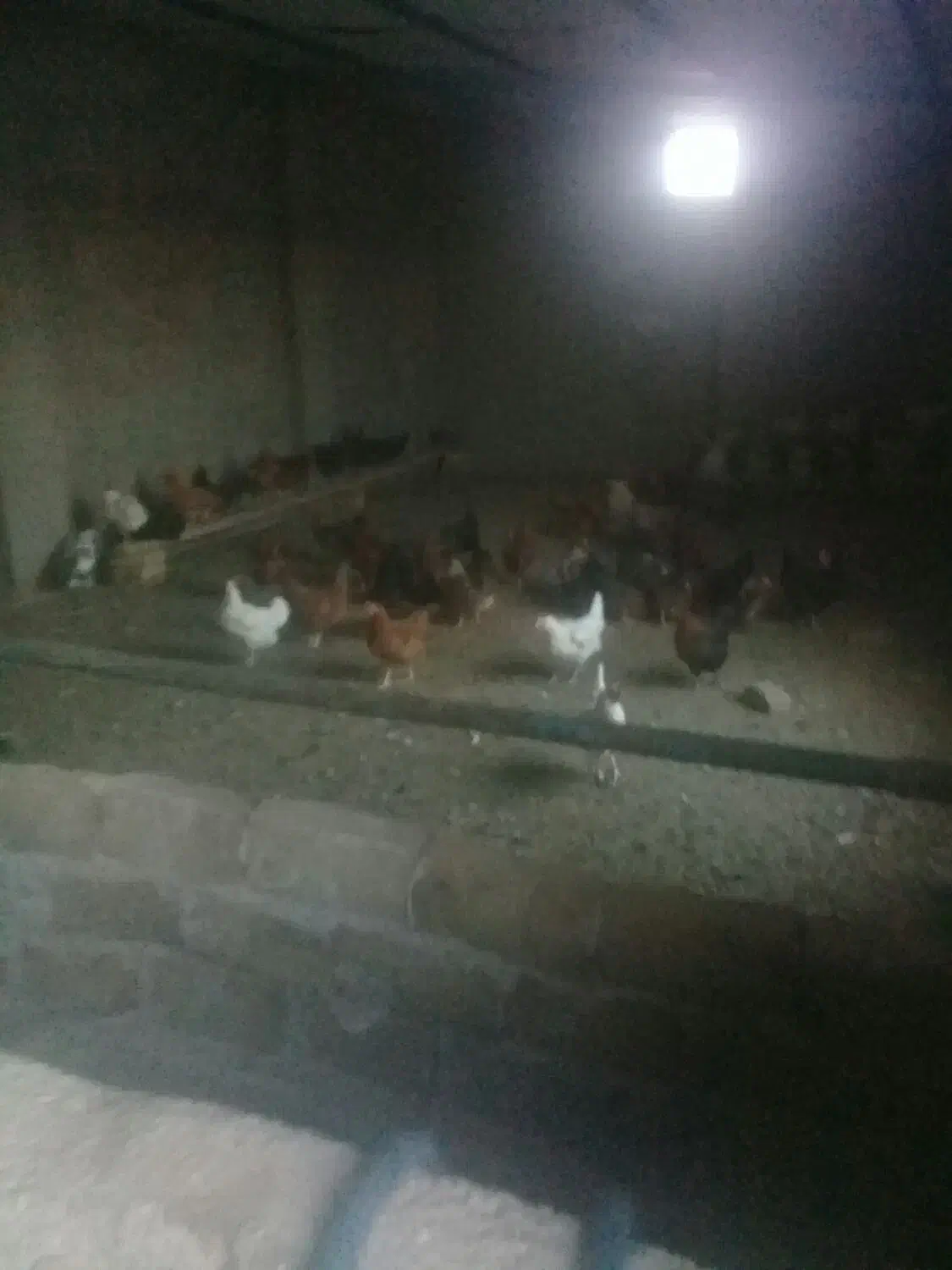 اجاره‌دامداری‌یاانبار‌کاشی‌‌ولوله‌|اجارهٔ دفتر صنعتی، کشاورزی، تجاری|تربت‌حیدریه, پائین ولایت|دیوار