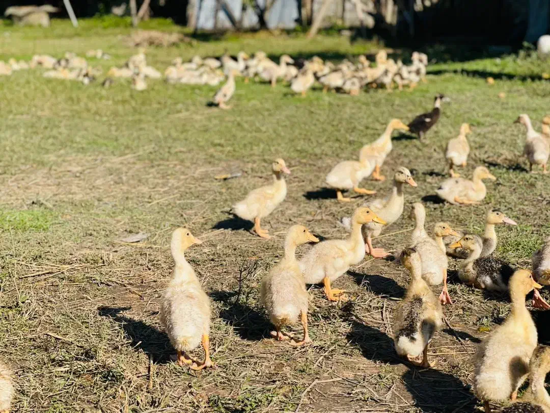 اردک پکنی یک ماهه|حیوانات مزرعه|رشت, حومه رشت|دیوار