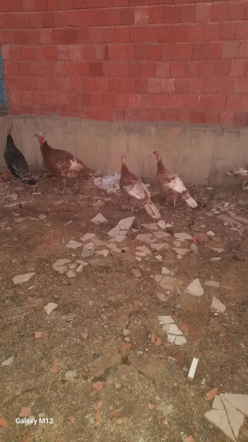 بوقلمون(قه لی خومالی)|حیوانات مزرعه|مریوان, |دیوار