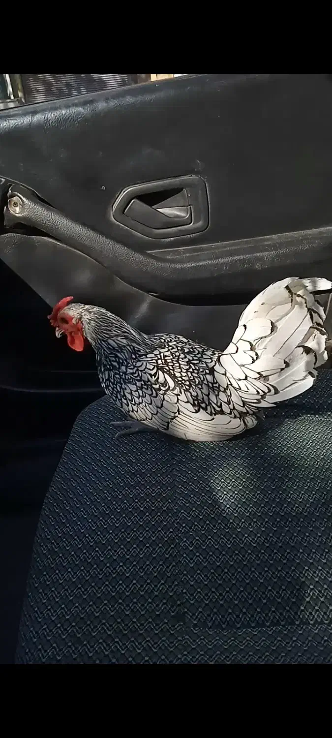 خروس|حیوانات|خوی, |دیوار