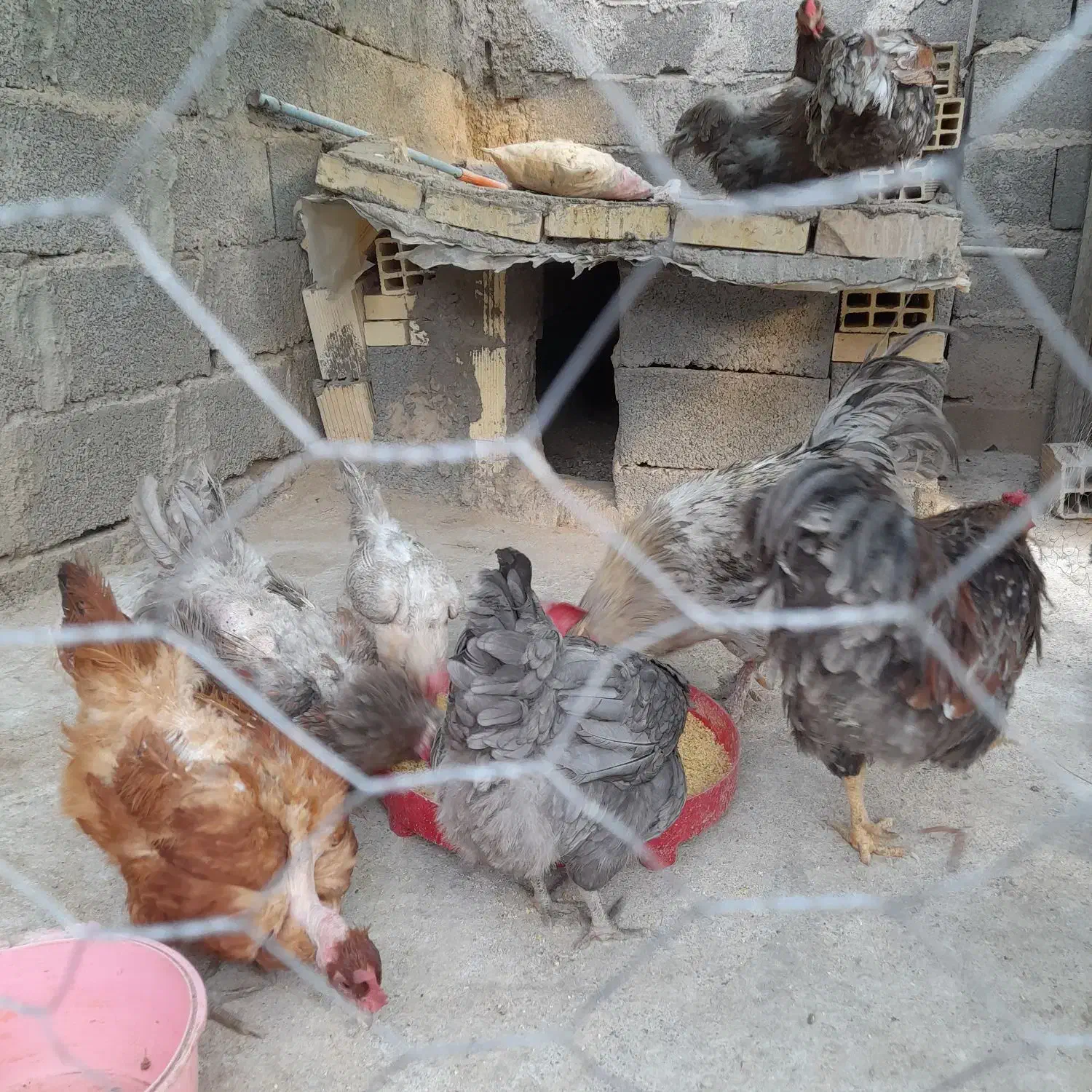 مرغ زینتی|حیوانات مزرعه|سیرجان, |دیوار