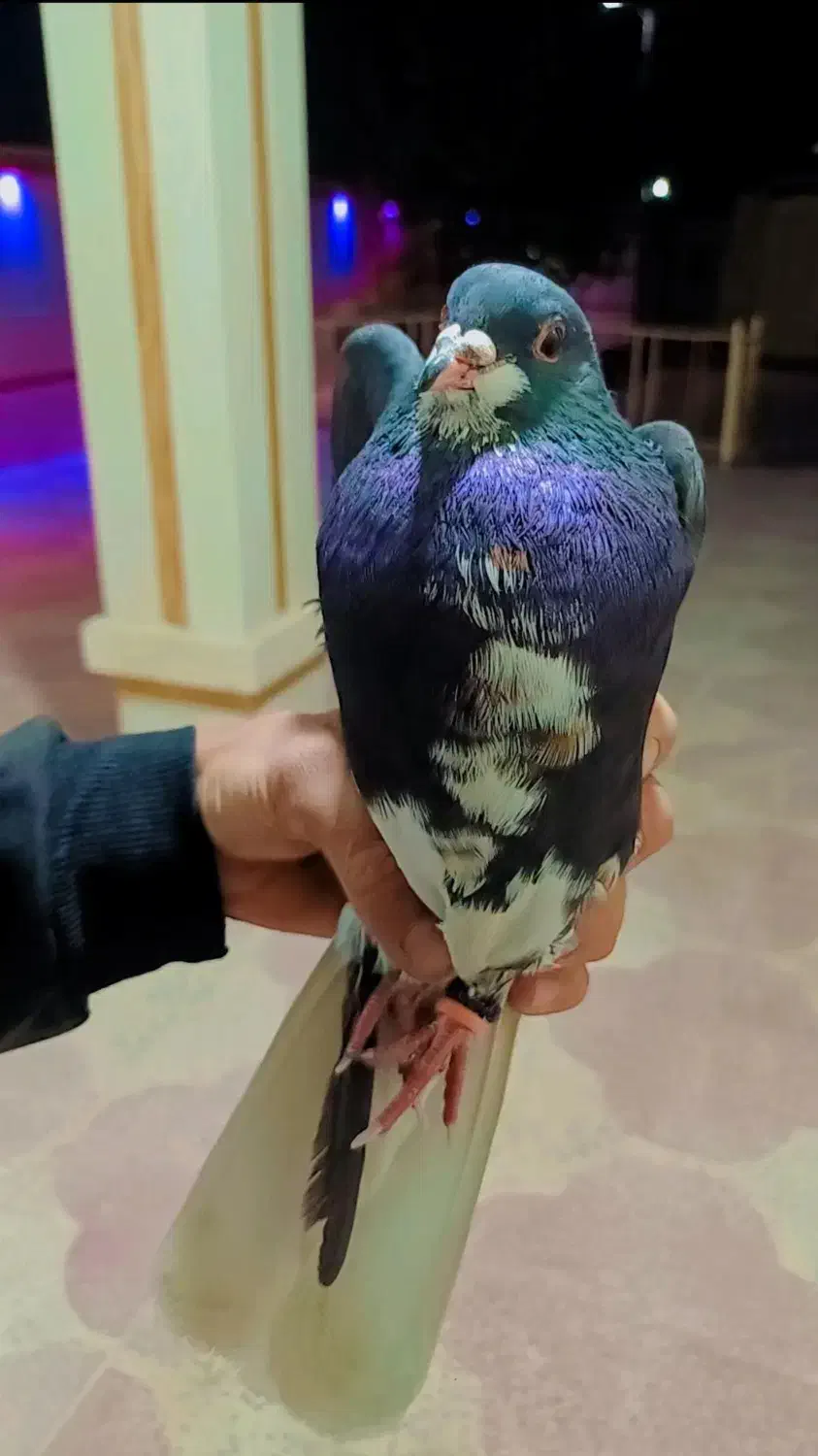 کبوترخوشرنگ سیاه|پرنده|کازرون, |دیوار