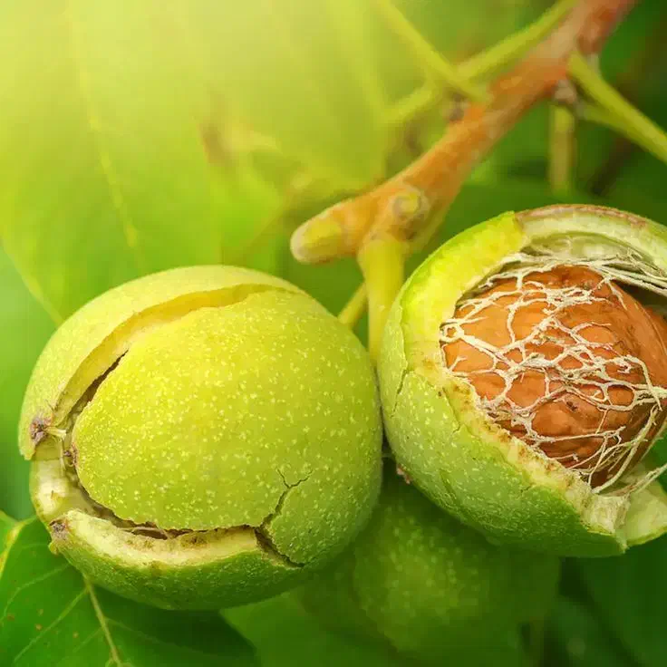 ـ درخت گردوی اصیل با تضمین سوددهی|خدمات باغبانی و درختکاری|سنندج, |دیوار