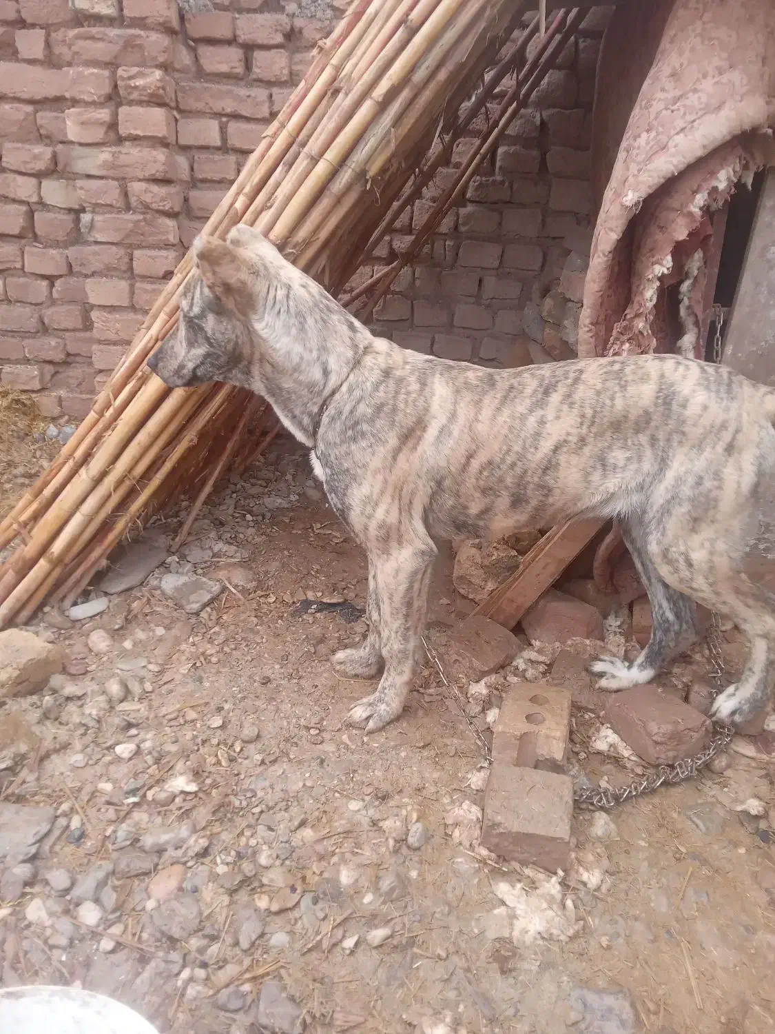 توله افغان|سگ|فیروزه, |دیوار