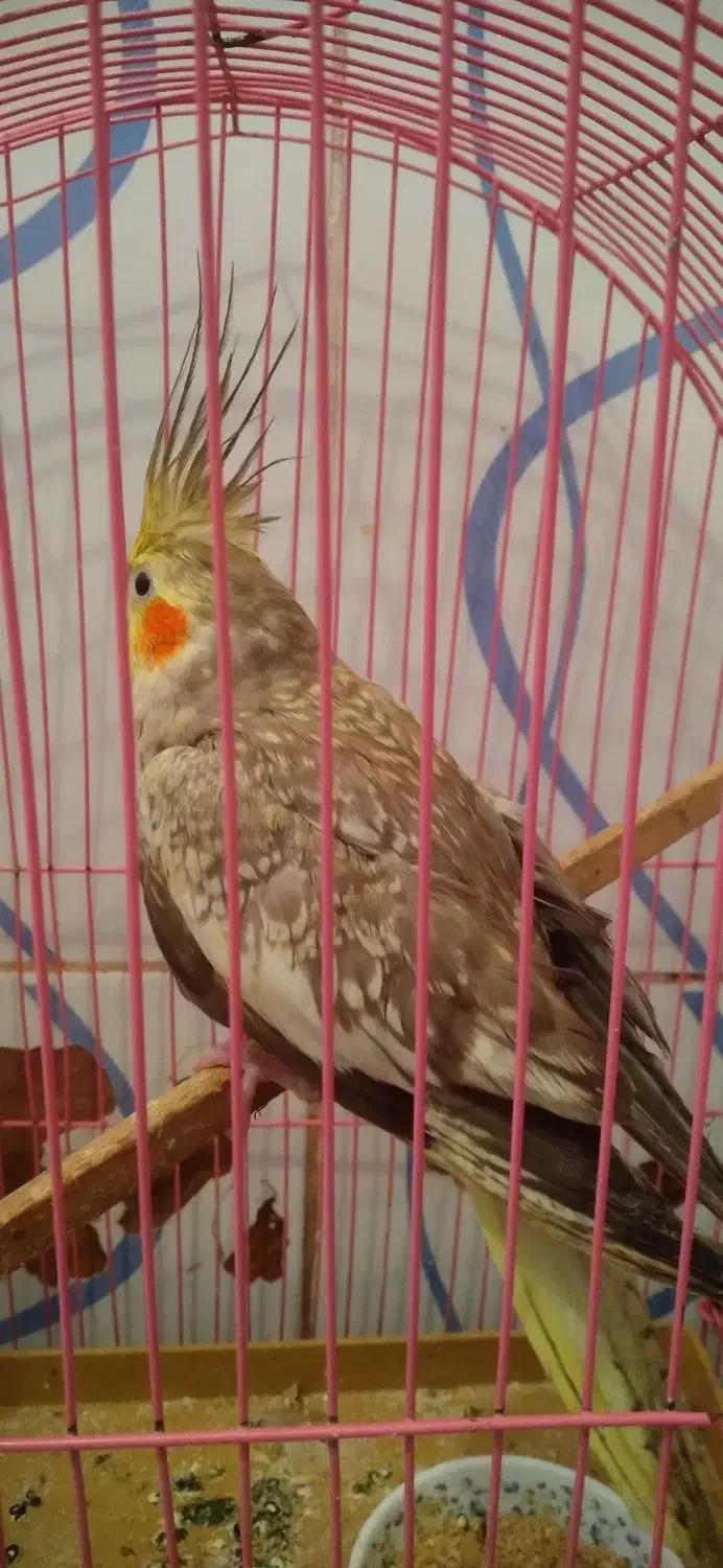 عروس هلندی|پرنده|باسمنج, |دیوار