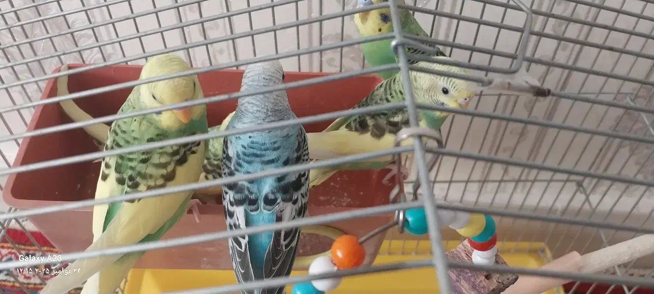 مرغ عشق|پرنده|میانه, |دیوار