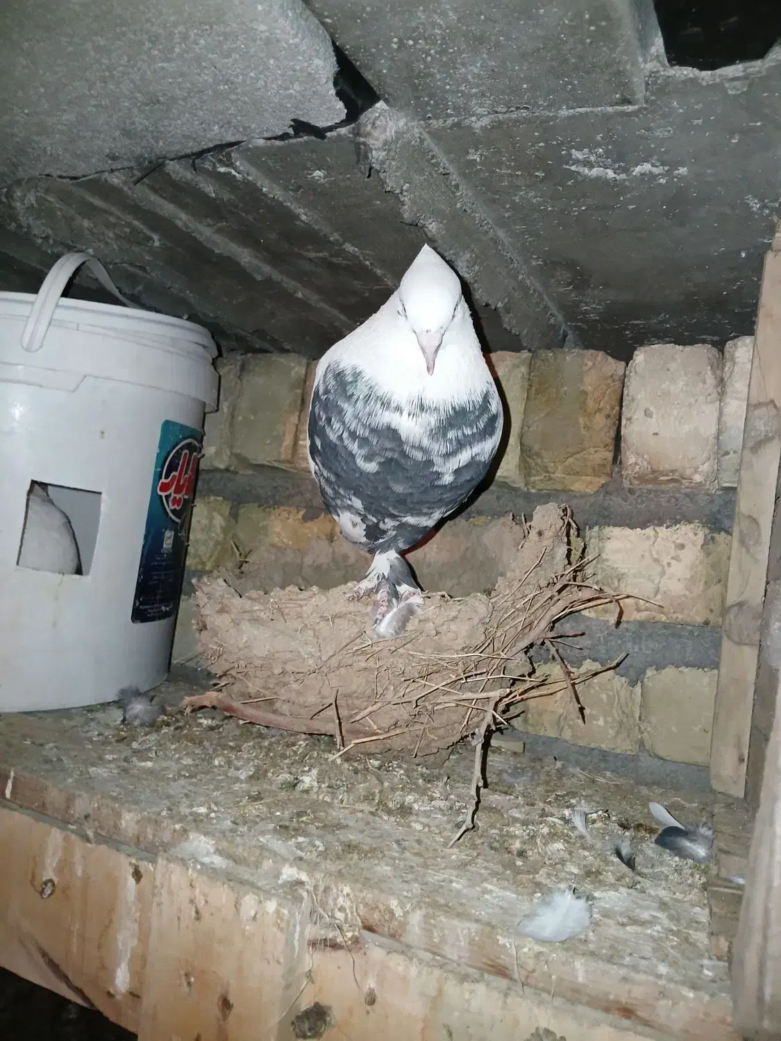 کفتر رنگی 8عدد|پرنده|فولادشهر, فولادشهر|دیوار