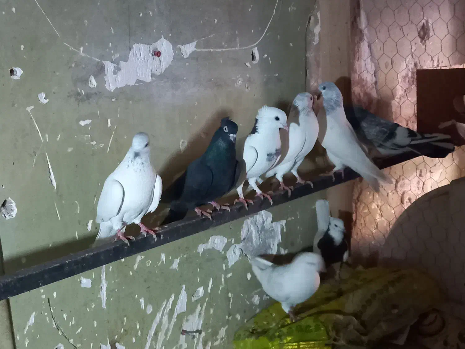 کبوتر بالاگیر|پرنده|کارون, |دیوار