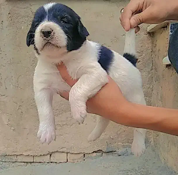 آلابای ترکمنستان گارد و نگهبان وگله|سگ|تبریز, |دیوار