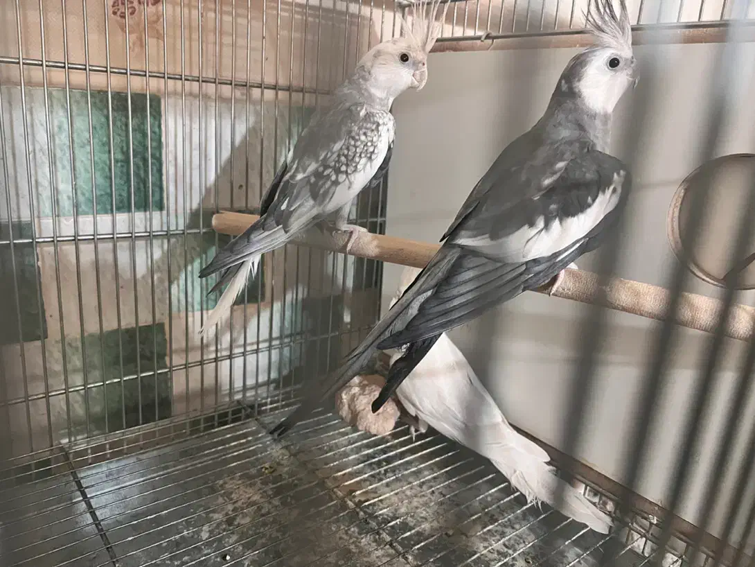 عروس آلبینو،وایت فیس،ایزابلا|پرنده|نظرآباد, نظرآباد|دیوار