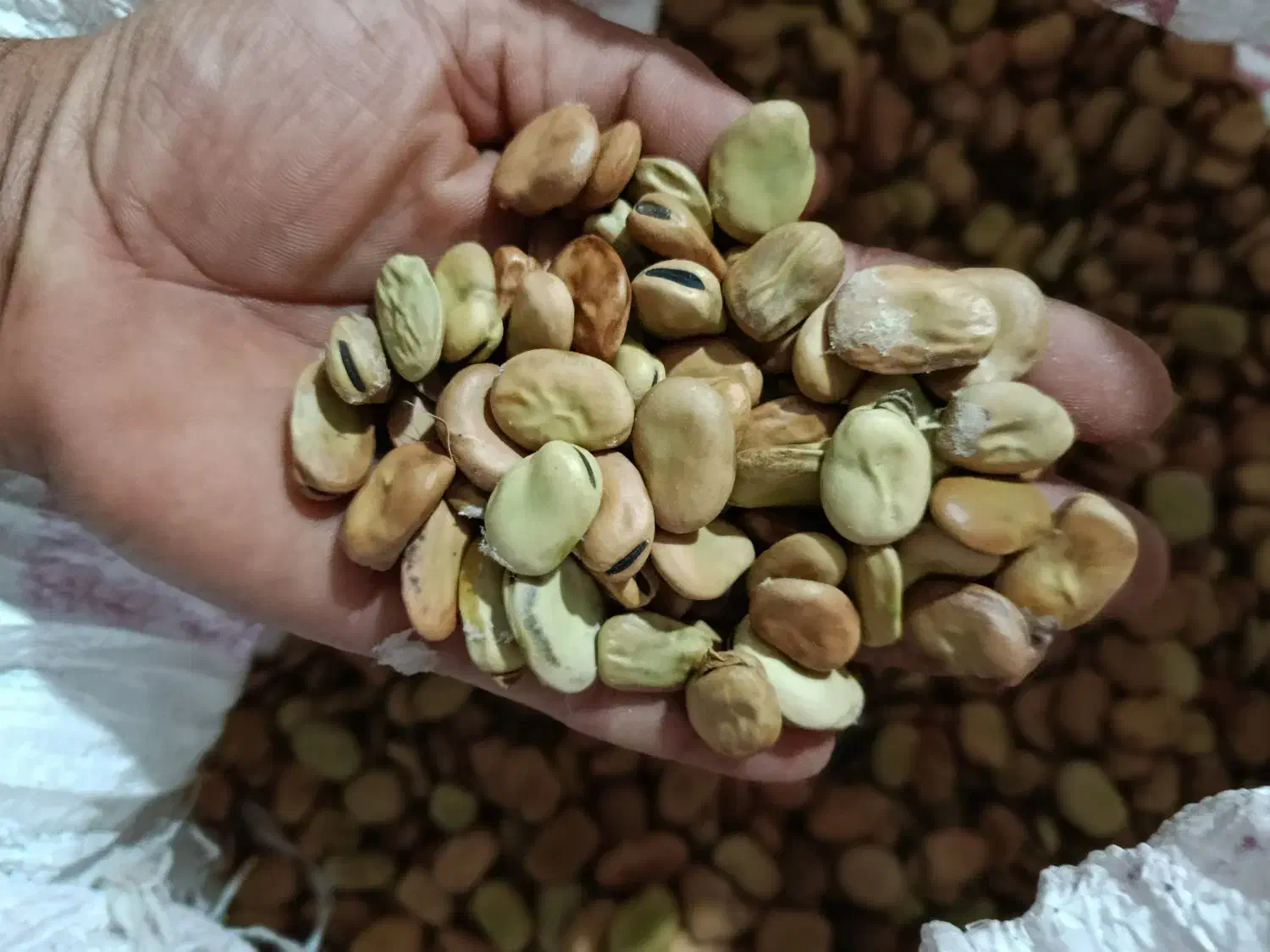 باقلا|عمده‌فروشی|نوکنده, |دیوار