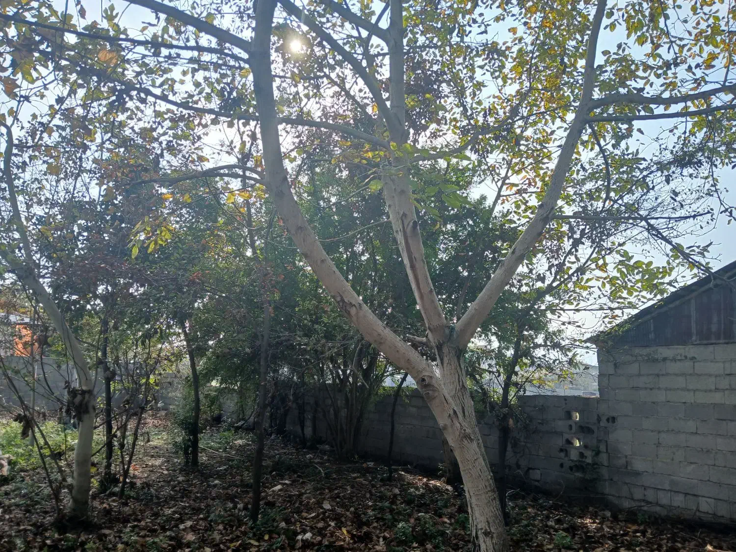 زمین شهری در شاندرمن مسکونی|فروش زمین و ملک کلنگی|شاندرمن, |دیوار