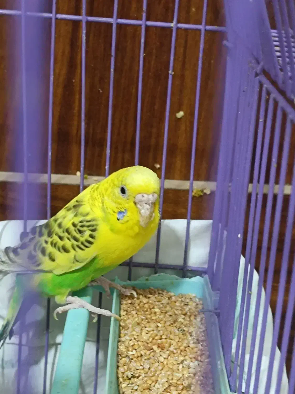 مرغ عشق|پرنده|مشهد, الهیه|دیوار