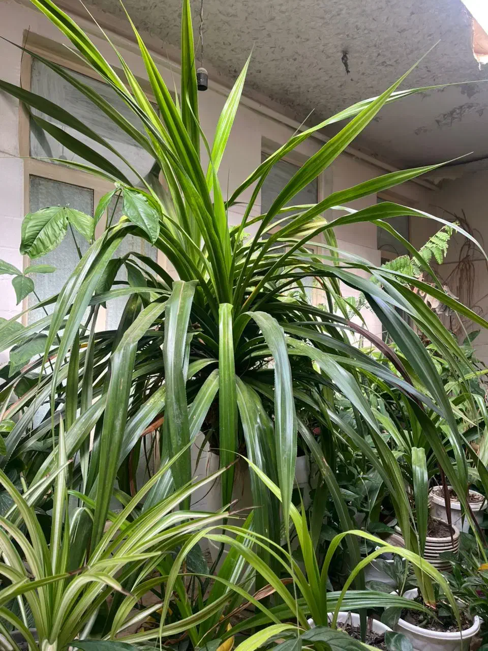 گیاه پاندانوس|گل و گیاه طبیعی|تاکستان, |دیوار