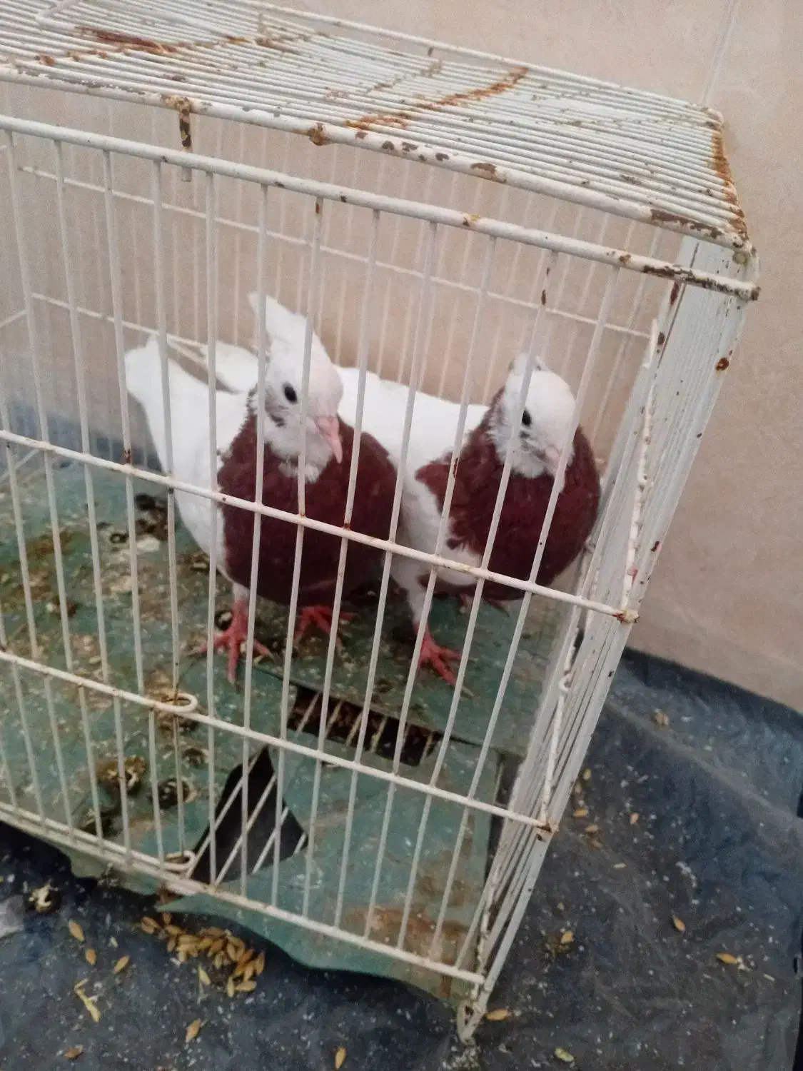 طوقی|پرنده|سبزوار, رباط|دیوار