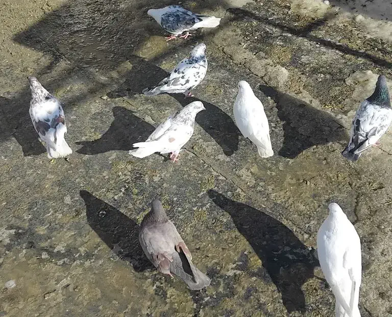 کبوتر|پرنده|سلطانیه, |دیوار