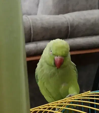 طوطی ملنگو سبز|پرنده|رشت, ولکس|دیوار