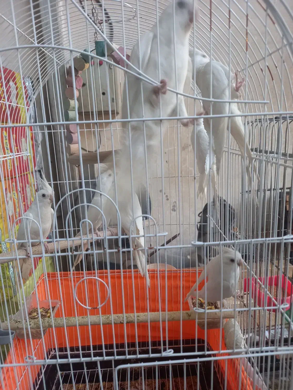 عروسی هلندی سخنگو|پرنده|پاکدشت, پاکدشت (مامازند)|دیوار