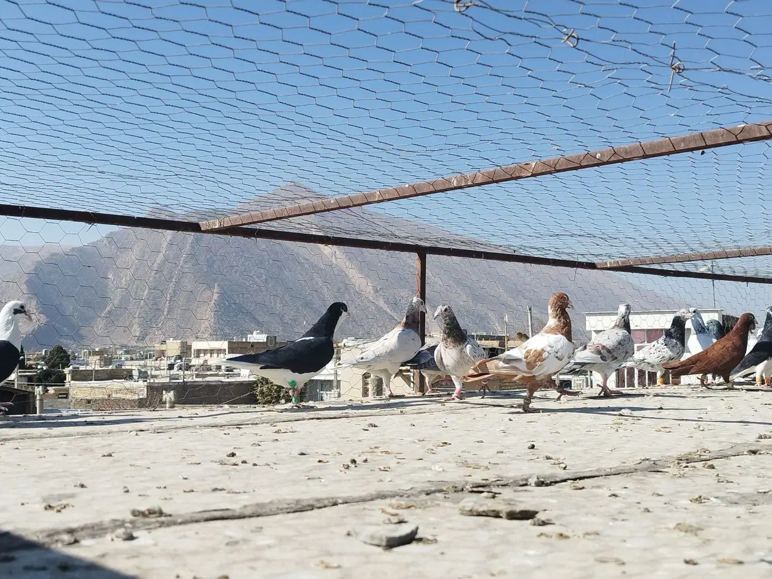 کفتر درجه یک روزگاری|پرنده|مرودشت, قانون|دیوار