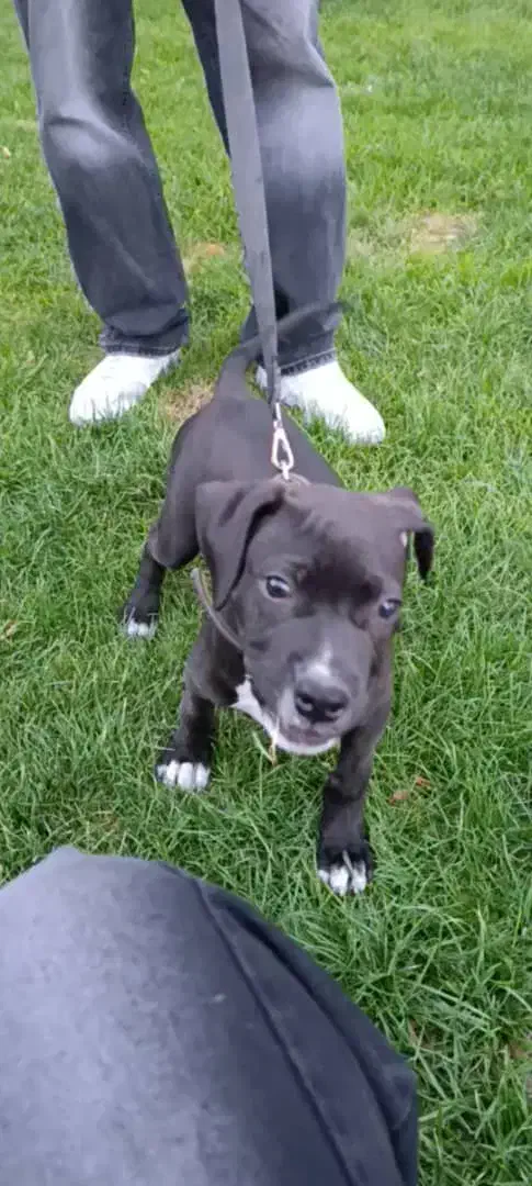 سگ امریکن پیت بول تریر|سگ|تهران, سعادتآباد|دیوار