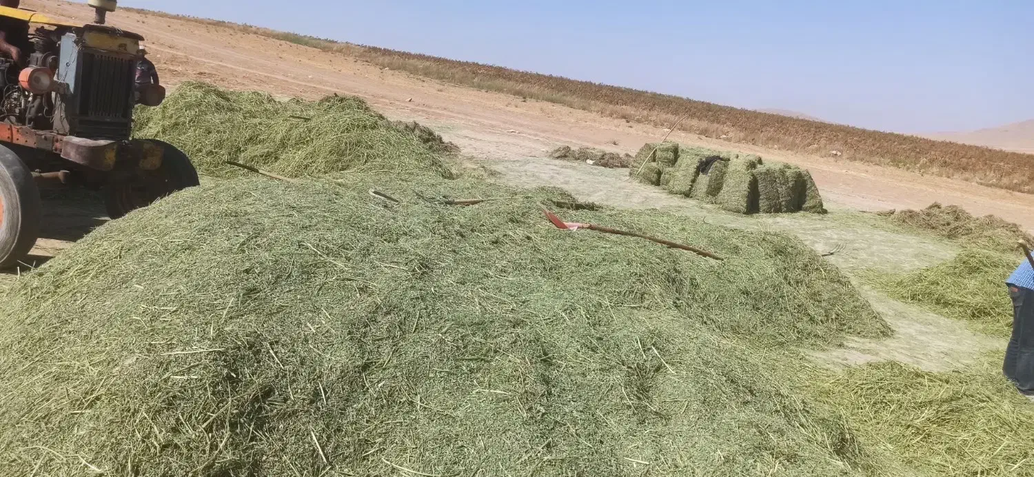 یونجه|خدمات باغبانی و درختکاری|سامان, |دیوار