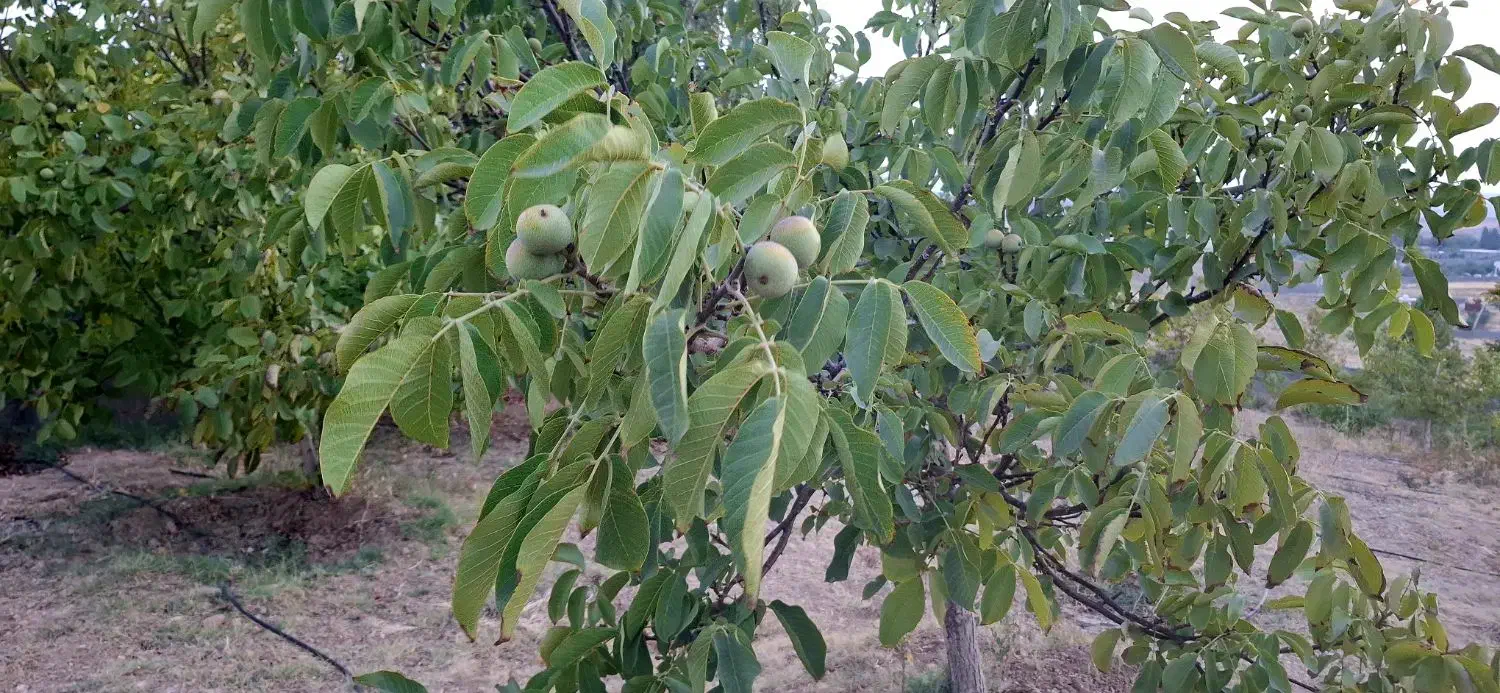فروش باغ شهری خانزنیان|فروش زمین و ملک کلنگی|شیراز, شهرک فرزانگان|دیوار