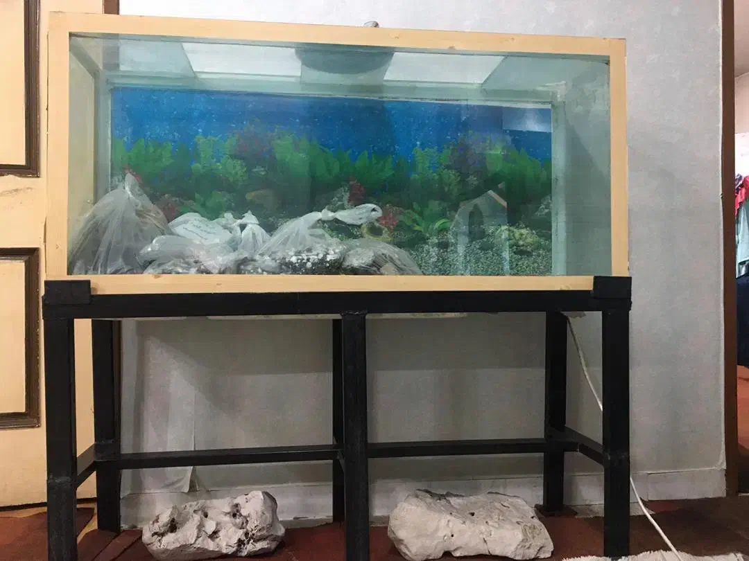 اکواریوم ماهی|ماهی|خمینی‌شهر, |دیوار