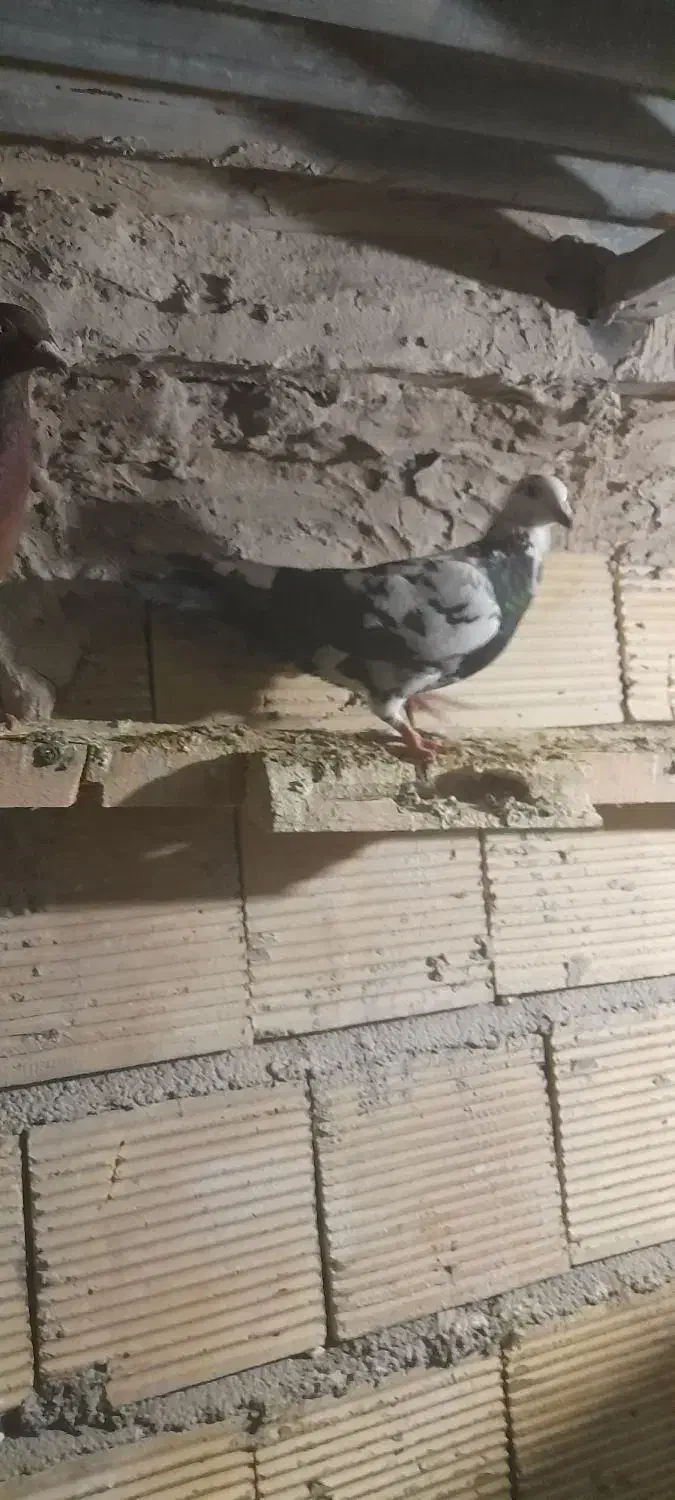 پلاکی نروماده|پرنده|بابا حیدر, |دیوار