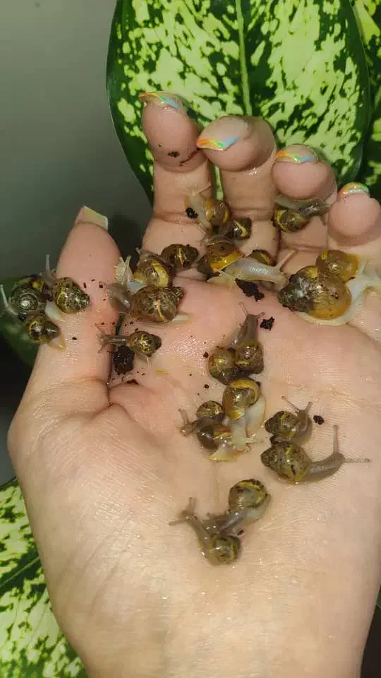 حلزون|خزنده|اهواز, زیتون کارمندی|دیوار