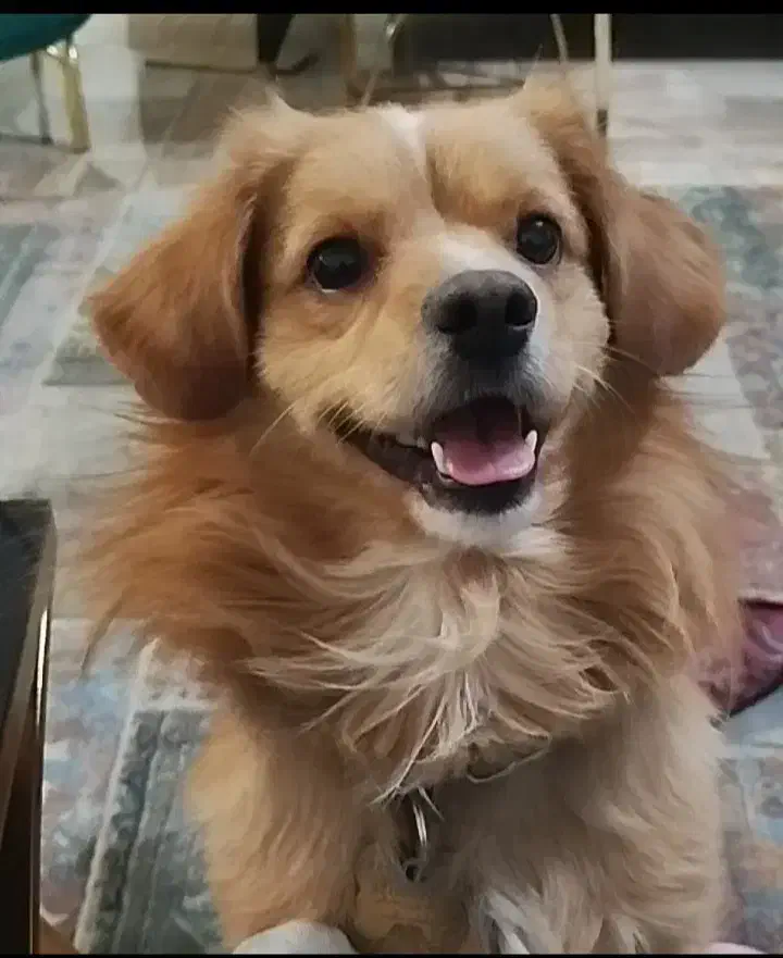 سگ پاپی|حیوانات|اصفهان, بوستان ناژوان|دیوار