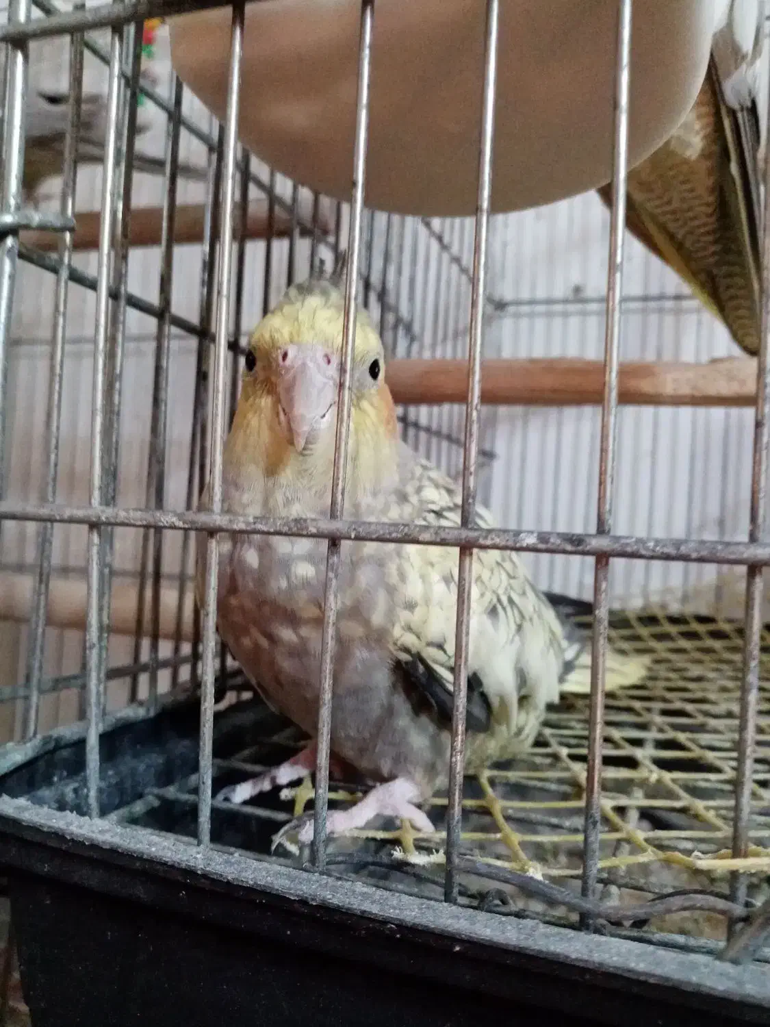 عروس هلندی های ماده (بازدید شهر جویبار )|پرنده|ساری, |دیوار