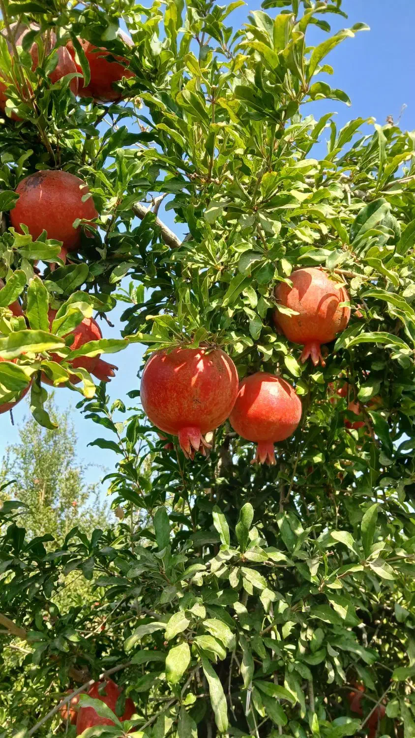 ارنار درجه یک|خوردنی و آشامیدنی|مشهد, امیرآباد|دیوار