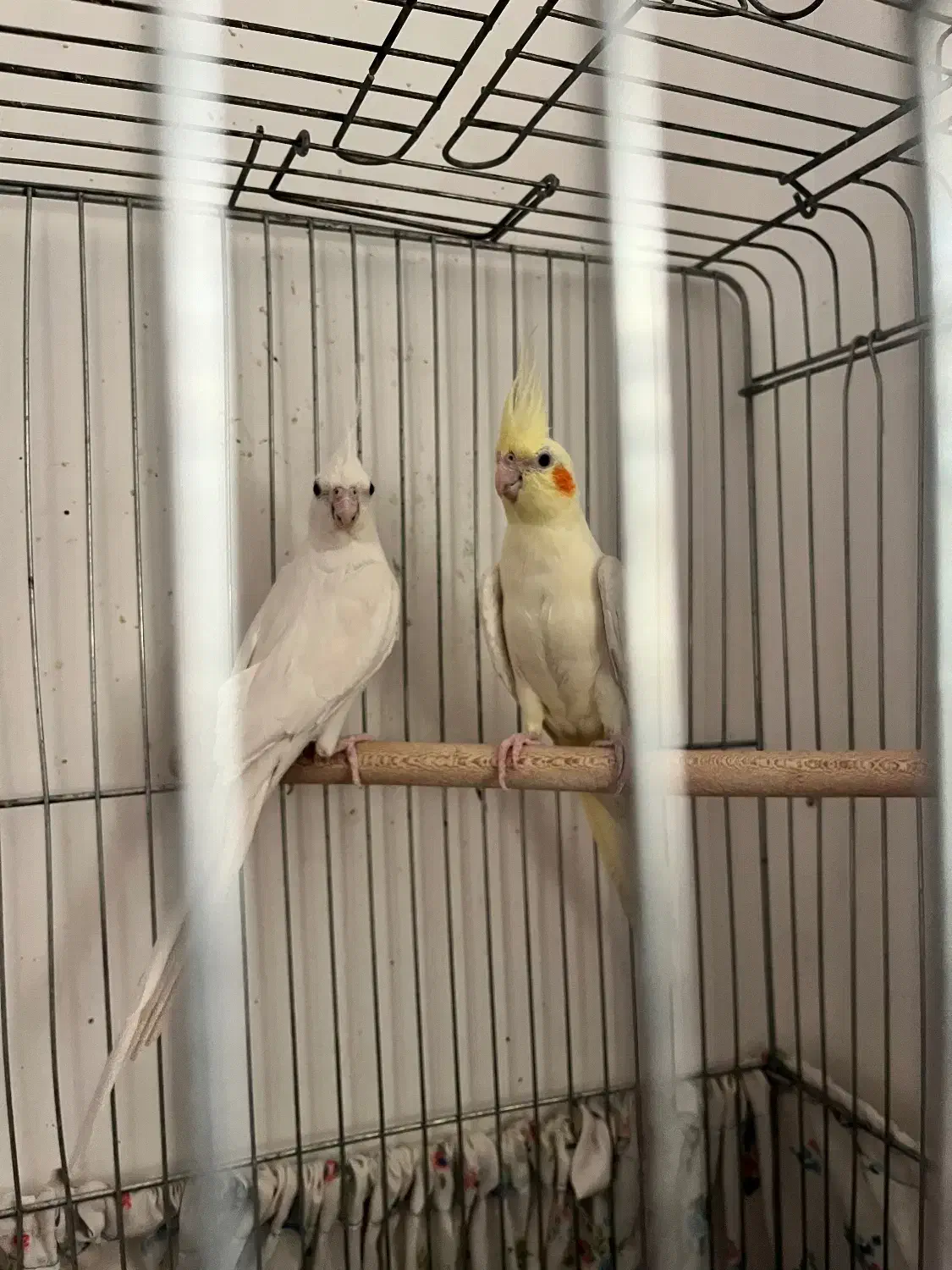 عروس هلندی|پرنده|شیراز, کوشک میدان|دیوار